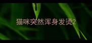 猫咪突然浑身发烫