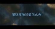 猫咪皮肤过敏怎么办
