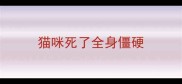 猫咪死了全身僵硬