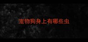 宠物狗身上有哪些虫