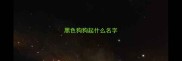 黑色狗狗起什么名字
