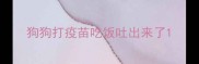 狗狗打疫苗吃饭吐出来了