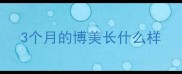 3个月的博美长什么样