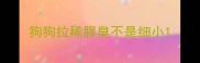狗狗拉稀腥臭不是细小