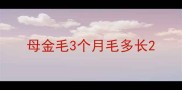 母金毛3个月毛多长