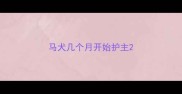 马犬几个月开始护主