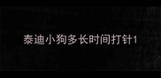 泰迪小狗多长时间打针