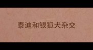泰迪和银狐犬杂交