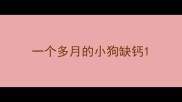 一个多月的小狗缺钙
