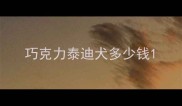 巧克力泰迪犬多少钱