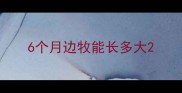 6个月边牧能长多大