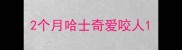 2个月哈士奇爱咬人