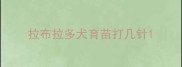 拉布拉多犬育苗打几针