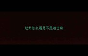 幼犬怎么看是不是哈士奇