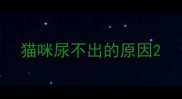 猫咪尿不出的原因