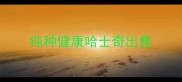 纯种健康哈士奇出售
