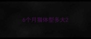 6个月猫体型多大