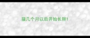猫几个月以后开始长胖