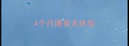 4个月博美犬体型
