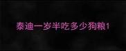 泰迪一岁半吃多少狗粮