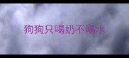 狗狗只喝奶不喝水