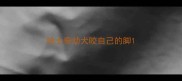 哈士奇幼犬咬自己的脚