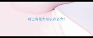 哈士奇最大可以养多大