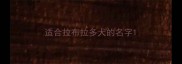 适合拉布拉多犬的名字