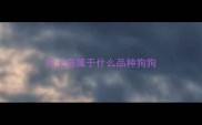 哈士奇属于什么品种狗狗