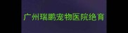 广州瑞鹏宠物医院绝育