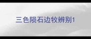 三色陨石边牧辨别