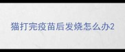 猫打完疫苗后发烧怎么办