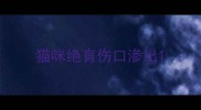 猫咪绝育伤口渗出