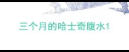 三个月的哈士奇腹水