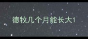 德牧几个月能长大