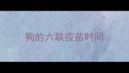 狗的六联疫苗时间