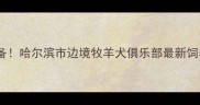 哈尔滨边牧爱好者必备哈尔滨市边境牧羊犬俱乐部最新饲养指南与训练技巧全