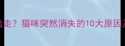 猫咪离家出走猫咪突然消失的10大原因及应对指南