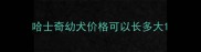 哈士奇幼犬价格可以长多大