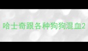 哈士奇跟各种狗狗混血