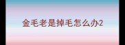 金毛老是掉毛怎么办