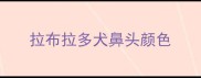 拉布拉多犬鼻头颜色