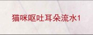猫咪呕吐耳朵流水