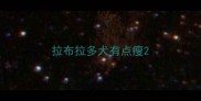 拉布拉多犬有点瘦
