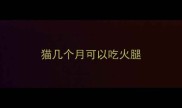 猫几个月可以吃火腿