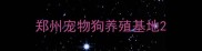 郑州宠物狗养殖基地