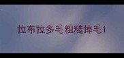 拉布拉多毛粗糙掉毛