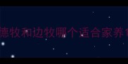 德牧和边牧哪个适合家养