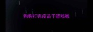 狗狗打完疫苗干呕咳嗽