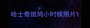 哈士奇斑鸠小时候照片